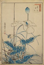 Vogel über Mohnblumen
